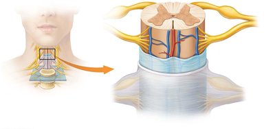 Spinal meninges and spinal cord, anterior view
