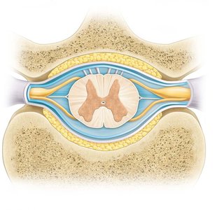 Spinal meninges and spinal cord, transverse section