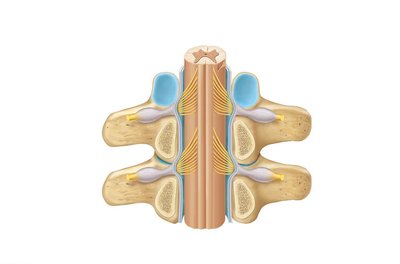 Section of spinal cord and associated structures, posterior view