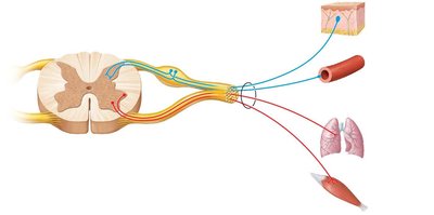 Functional organization of spinal nerves