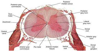 Labeled cross-section of the spinal cord