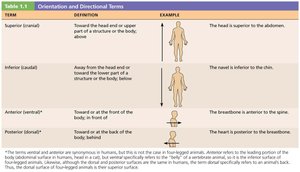 Table of orientation and directional terms