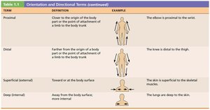 Table of orientation and directional terms (continued)