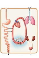 Diagram showing interrelationships among body organ systems