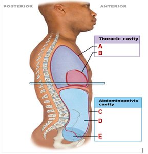 Human body cavities diagram