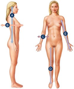 Anatomical position and directional terms