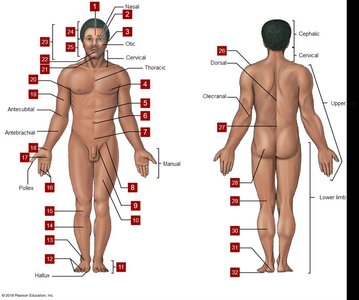 Anatomical body regions diagram