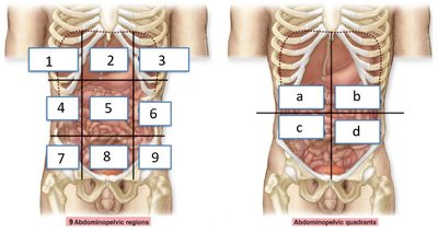Abdominal regions and quadrants diagram