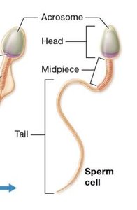 Structure of a sperm cell with labeled acrosome, head, midpiece, and tail