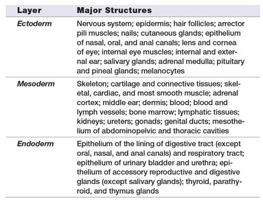 Table of germ layers and their major structures