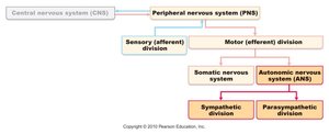 Diagram of the nervous system divisions