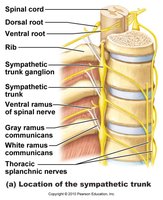 Sympathetic trunk and ganglia diagram
