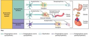 Neurotransmitter and receptor diagram