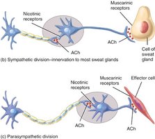 Cholinergic and adrenergic receptor diagram