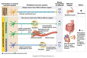 Comparison of somatic and autonomic nervous systems