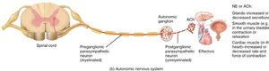 Autonomic nervous system pathway diagram