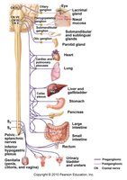 Parasympathetic cranial outflow diagram