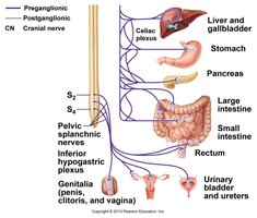 Parasympathetic sacral outflow diagram