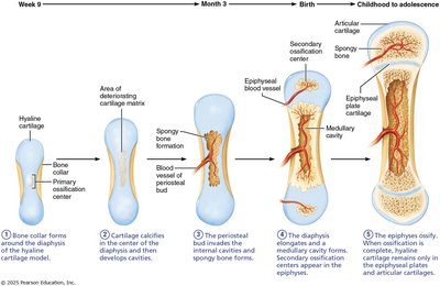 Stages of endochondral ossification