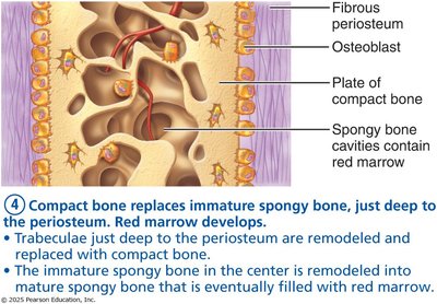 Compact bone replaces immature spongy bone; red marrow develops