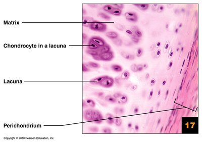 Microscopic anatomy of cartilage showing matrix, chondrocyte in lacuna, lacuna, and perichondrium