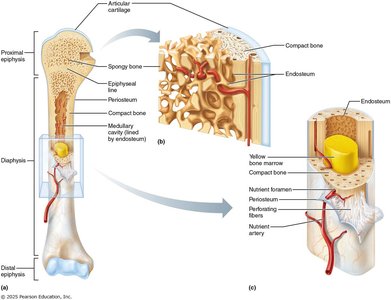 Structure of long bone showing periosteum, endosteum, and bone marrow