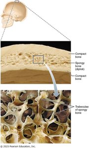 Structure of flat bone showing compact bone, spongy bone (diploë), and trabeculae