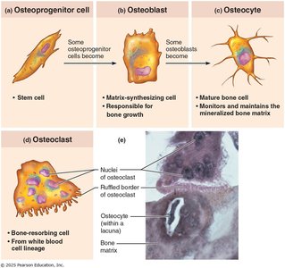 Bone cell types: osteoprogenitor cell, osteoblast, osteocyte, osteoclast