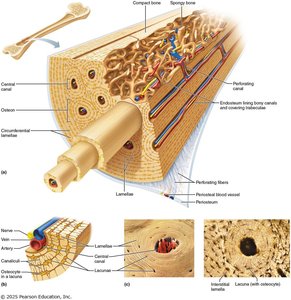 Detailed anatomy of compact bone and osteon