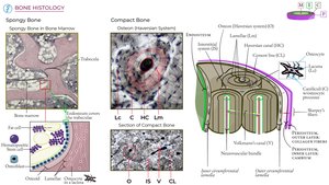 Bone histology diagrams: spongy and compact bone