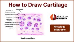 How to draw hyaline cartilage diagram