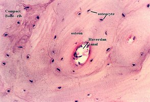 Compact bone histology with labeled osteon and Haversian canal