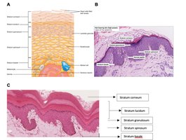 Histology of skin: labeled layers in micrograph