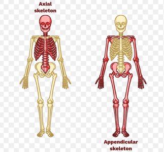 Axial and appendicular skeleton comparison
