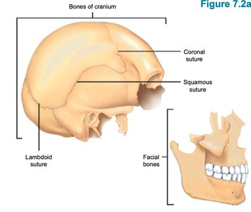 Bones and sutures of the cranium and facial bones