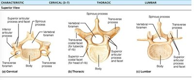 Comparison of cervical, thoracic, and lumbar vertebrae
