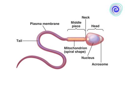 Structure of a sperm cell