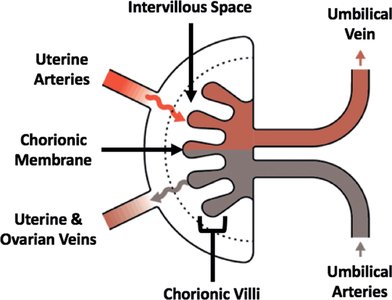Placental circulation: maternal and fetal blood flow