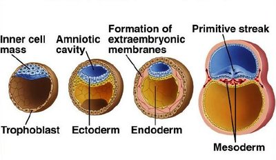 Germ layer formation and primitive streak