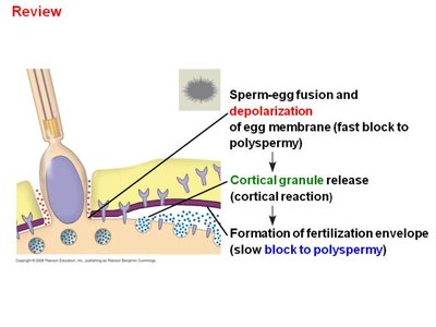 Sperm-egg fusion and blocks to polyspermy