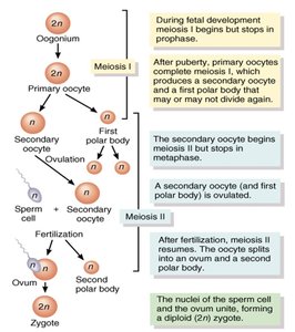 Oogenesis and fertilization sequence
