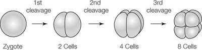 Cleavage stages: zygote to 8-cell stage
