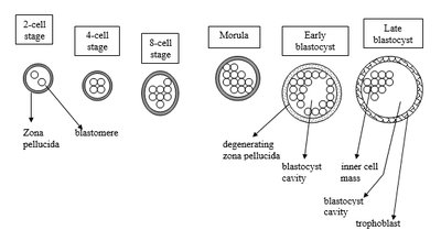 Development from 2-cell stage to blastocyst