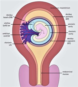 Placenta structure and fetal-maternal interface
