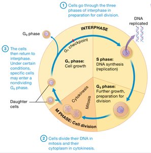 Diagram of the cell cycle showing interphase and mitosis