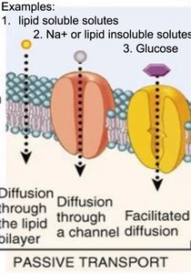 Examples of passive transport: diffusion through lipid bilayer, channel, and facilitated diffusion