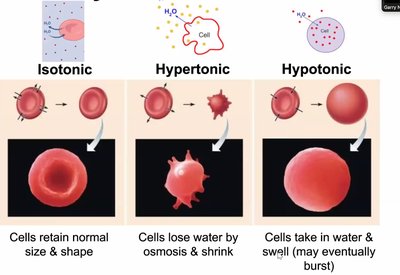 Visual summary of isotonic, hypertonic, and hypotonic effects on cells