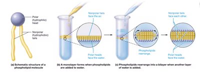 Formation of the phospholipid bilayer in water