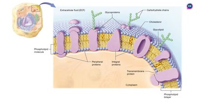 Fluid mosaic model of the plasma membrane showing proteins, lipids, and carbohydrates