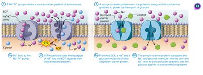 Primary and secondary active transport mechanisms across the plasma membrane